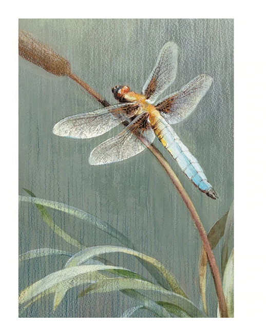 Dragonfly Sympathy Card