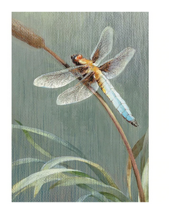 Dragonfly Sympathy Card