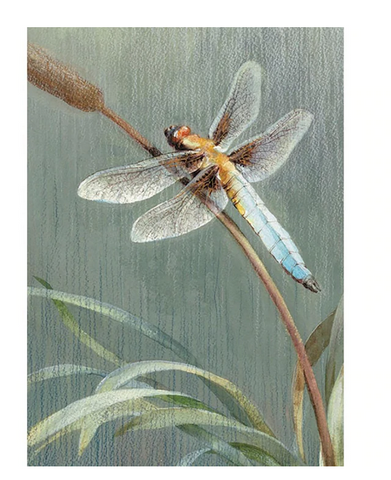 Dragonfly Sympathy Card