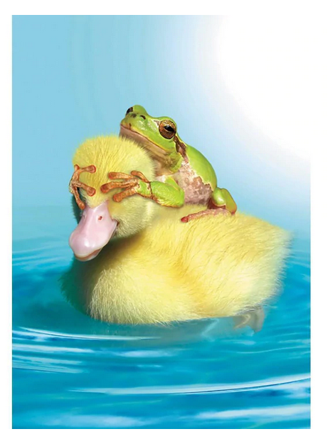 Duck Duck Frog Birthday Card