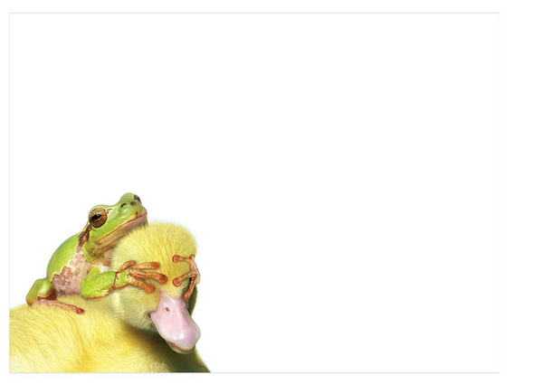 Duck Duck Frog Birthday Card